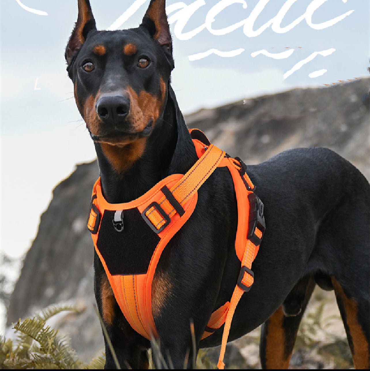 Harnais & Laisses pour Chiens