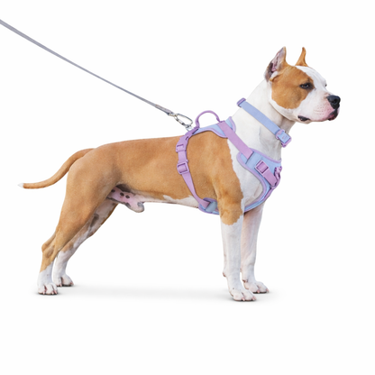 Harnais pour Chien Anti-Tirage – Idéal pour Promenades Quotidiennes