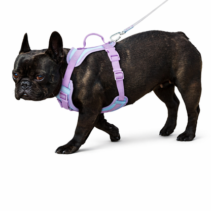 Harnais pour Chien Anti-Tirage – Idéal pour Promenades Quotidiennes