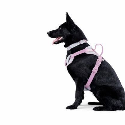 Harnais pour Chien Anti-Tirage – Idéal pour Promenades Quotidiennes